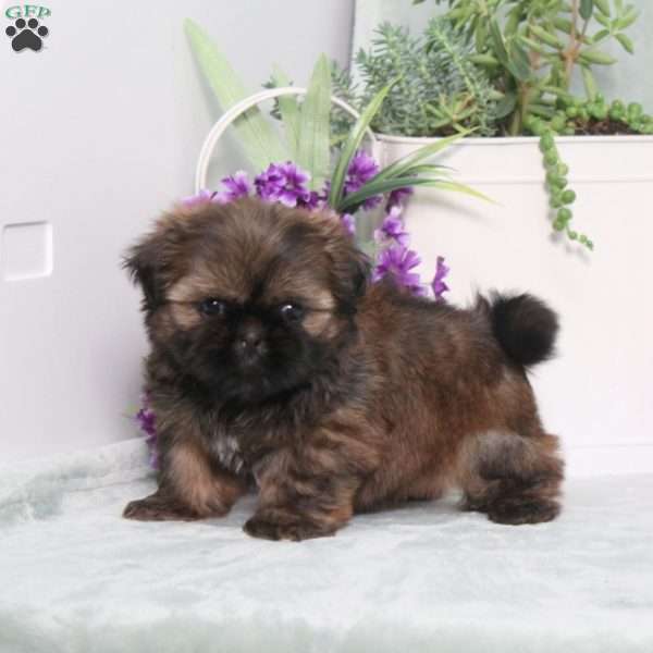 Pollyanna, Shih Tzu Puppy